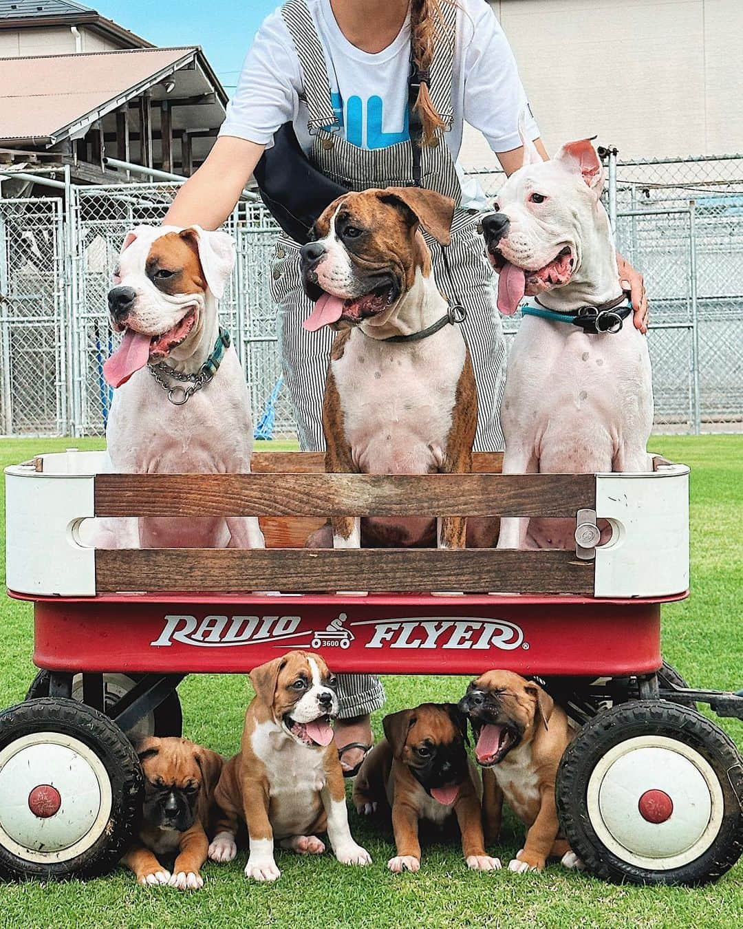 juntowaのインスタグラム：「めかつぶ里帰り。子犬ちゃん達飼い主さん募集中だよ🙌#トリビュートボクサーズ#飼い主様募集中」