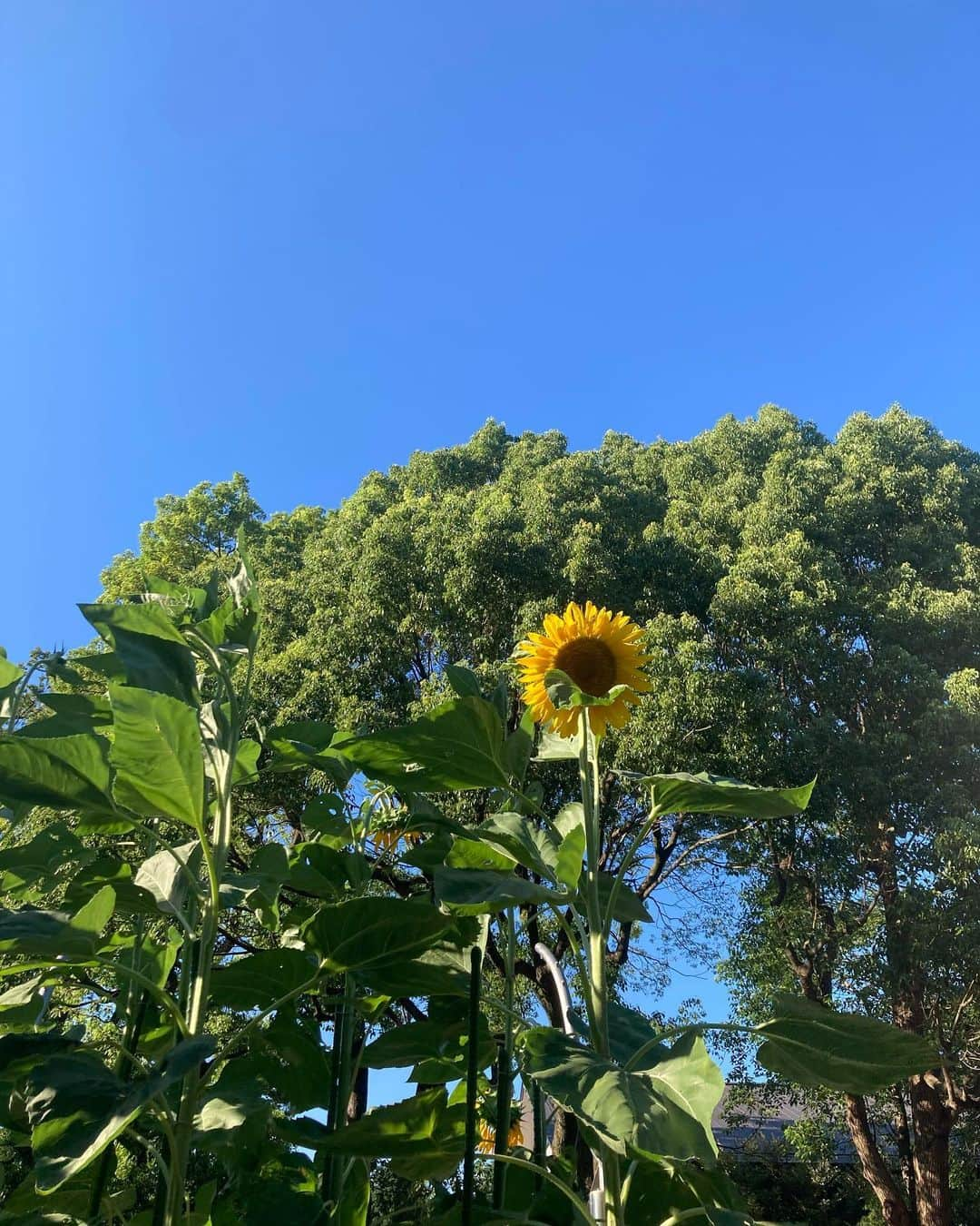 中村歌昇 のインスタグラム：「ひまわり、青空、すいか。 #夏 #向日葵 #ひまわり #すいか #空 #photography  #写真 #思い出」