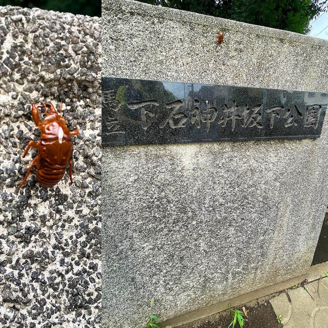 森田繁さんのインスタグラム写真 - (森田繁Instagram)「ぬしゃあ、いったいどうしてここまで来なすった？」8月16日 15時56分 - siglic