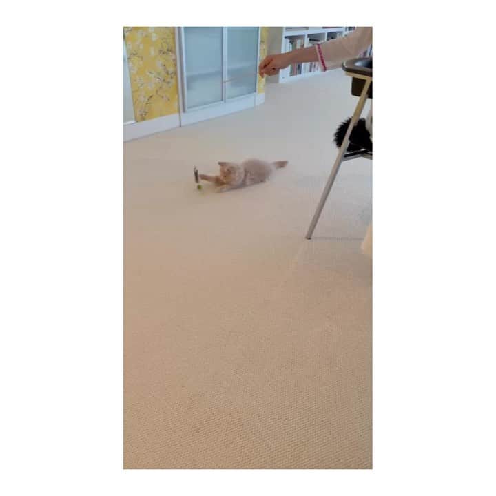 のインスタグラム：「おはようございます☀️ 今日も暑いですね。 皆さん、熱中症対策して、 元気でお過ごしくださいね🟦✨🕊️  さて、先日は大好きなふくしまアヤさんのお宅へ。可愛い可愛いお猫たち（そらくん、むぎちゃん、ぴーちゃん（仮））に会いに♡  たくさんお喋りして気付けば8時間！明るかった空はすっかり陽が落ち、そっと蝋燭に火を入れてくださるアヤさん🕯️✨全ての時間が穏やかで優しくてスペシャルなギフトでした。  アヤさんに出会えた私は幸せ者。この幸せを今度は周りの人々へ。幸せのリレーだ✨ アヤさん、ありがとうございました🥰  I went to my beloved stylist Aya Fukushima's house.  I met the cute cats and received a special gift, which made my heart feel soft.  People are mirrors.  I will become a person who can wish for joy and happiness around me!  @ayafukushima_  #歩くパワースポットアヤさん」