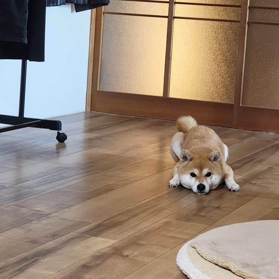 柴犬たま Shibainu Tamaさんのインスタグラム写真 - (柴犬たま Shibainu TamaInstagram)「ミケしゃん、お得意のイモムシ寝😂😂  Caption trans🇬🇧 Meekeh is good at sleeping like a caterpillar😂😂  #たま家族 #柴犬ミケ #ミケママ #変な寝相 #クセが凄い #いもむし犬 #イモムシ犬 #芋虫犬 #いもむし寝 #イモムシ寝 #芋虫寝 #あご乗せ #かなりひし形 #柴犬 #shiba #shibainu #shibastagram #犬 #dog」8月2日 8時14分 - tama7653