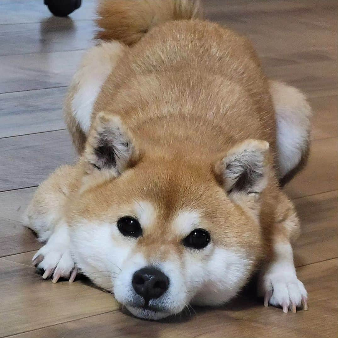 柴犬たま Shibainu Tamaのインスタグラム