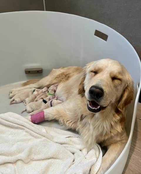 BarkBoxのインスタグラム：「WE NEED YOUR NAME IDEAS 📝 This is Momma Apple, and she just had a litter of pups that will one day be training at Canine Assistants to help others. Our friends over at @joyinchildhood asked us for help in naming one of Momma Apple's puppies. Drop your ideas in the comments below ⬇️ The litter names will be announced by @dunkin in celebration of National Dog Day on August 26!」