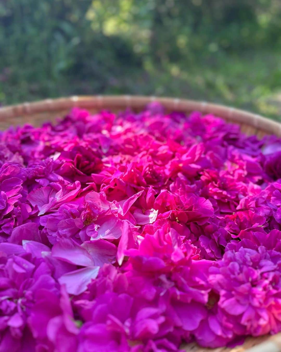 鈴木六夏さんのインスタグラム写真 - (鈴木六夏Instagram)「おはようございます！  目の覚めるようなピンク！紫外線ケアが必須な夏に、ビタミンCたっぷりの ハマナスはまさに最強パートナーです✨  日本の薔薇と呼ばれるハマナス (北海道十勝郡浦幌町)は日本原産の薔薇。 古くからビタミンCを補給するためにハマナスの花を煎じて飲用していたそうです。  北海道な過酷な寒さや雨風にも負けず 鮮やかな紅花紫の花を咲かせる 強さと美しさ！を兼ね備えた素晴らしい植物。  6hana スキンファーミング&グロウセラムのベース成分はお水でなく、 水蒸気蒸留で抽出されたハマナス花水。  紫外線ケアと共に、お肌の持つ力を引き出し、明るく艶やかに導きます！」8月2日 8時40分 - rikuka.62