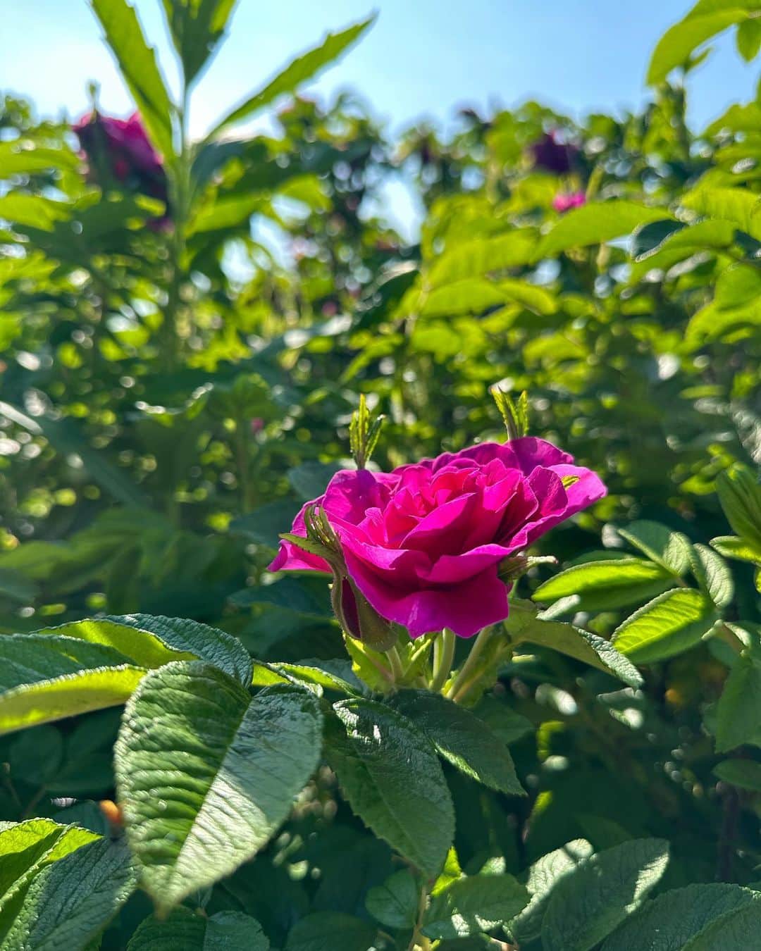 鈴木六夏さんのインスタグラム写真 - (鈴木六夏Instagram)「おはようございます！  目の覚めるようなピンク！紫外線ケアが必須な夏に、ビタミンCたっぷりの ハマナスはまさに最強パートナーです✨  日本の薔薇と呼ばれるハマナス (北海道十勝郡浦幌町)は日本原産の薔薇。 古くからビタミンCを補給するためにハマナスの花を煎じて飲用していたそうです。  北海道な過酷な寒さや雨風にも負けず 鮮やかな紅花紫の花を咲かせる 強さと美しさ！を兼ね備えた素晴らしい植物。  6hana スキンファーミング&グロウセラムのベース成分はお水でなく、 水蒸気蒸留で抽出されたハマナス花水。  紫外線ケアと共に、お肌の持つ力を引き出し、明るく艶やかに導きます！」8月2日 8時40分 - rikuka.62