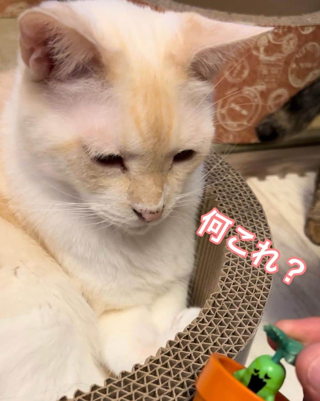ソルトのインスタグラム：「マンドラゴラ 抜くと悲鳴をあげるみたいで反応を見ようとしたらまさかの故障🤣  終始不思議な顔のソルくんでした。笑  #マンドラゴラ #ガチャガチャ #お土産 #興味なし #結局なにこれ」
