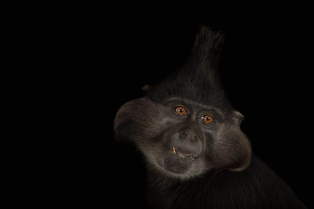 Joel Sartoreさんのインスタグラム写真 - (Joel SartoreInstagram)「Looking like a character straight out of a Dr. Seuss book, black crested mangabeys are known for their long whiskers and pointy hairdo. They are also famous for their unique call, known as the “whoop-gobble”. The whoop gets the attention of other mangabeys in the area, and the gobble tells everyone who and where he is. Mangabeys spend a lot of their time moving from tree to tree in search of flowers that provide a sweet nectar treat. This feeding behavior makes them important forest residents, earning them the status of pollinators and seed dispersers, responsible for maintaining the health of the ecosystem. Photos taken @chattanoogazoo.   #MangabeyAwarenessDay #mangabey #monkey #primate #animal #wildlife #photography #animalphotography #wildlifephotography #studioportrait #PhotoArk @insidenatgeo」8月2日 0時17分 - joelsartore