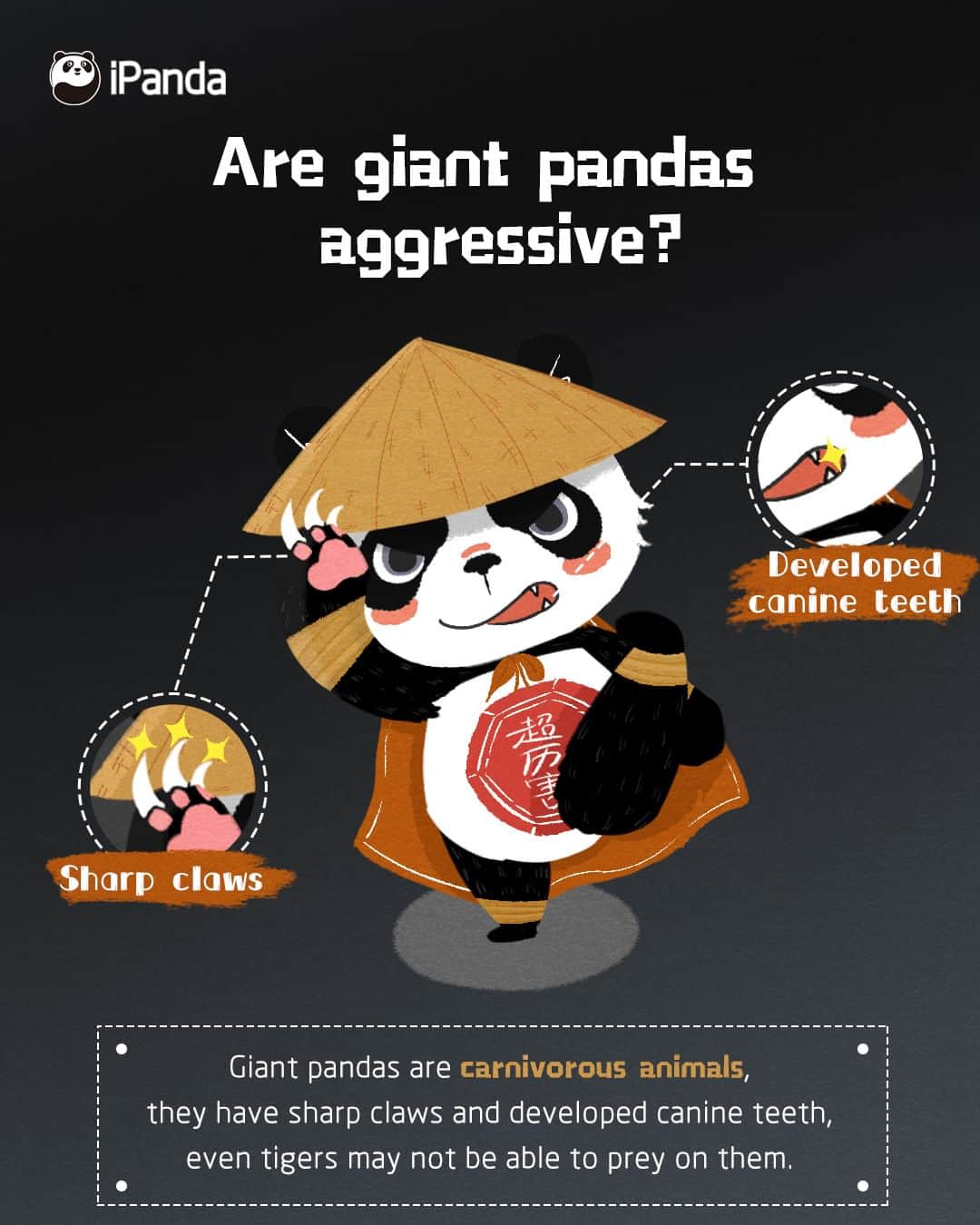 iPandaさんのインスタグラム写真 - (iPandaInstagram)「Q: Are giant pandas aggressive? A: Giant pandas are carnivorous animals, they have sharp claws and developed canine teeth, even tigers may not be able to prey on them. 🐼 🐼 🐼 #Panda #iPanda #Cute #PandaQA #FunFactsAboutPanda」8月2日 0時59分 - ipandachannel