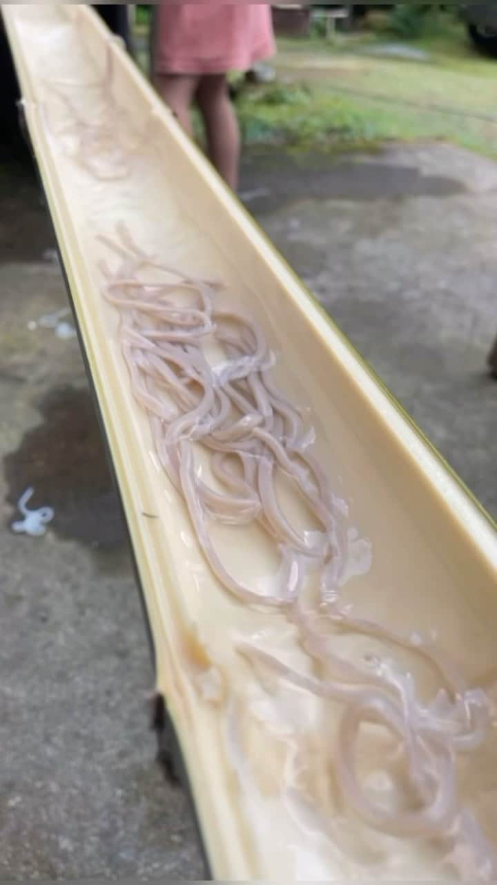 加藤条治のインスタグラム：「夏休みの思い出  #流しそうめん #流しそば」