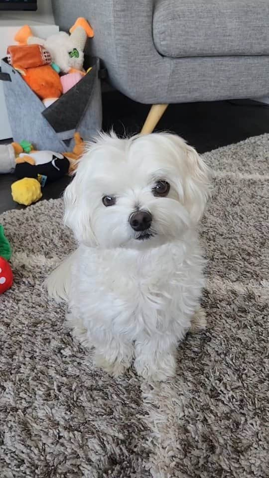 Toby LittleDudeのインスタグラム：「Something isn't adding up 🍕  #smartdog #maltese #theothemaltese #dogthoughts #smalldog」