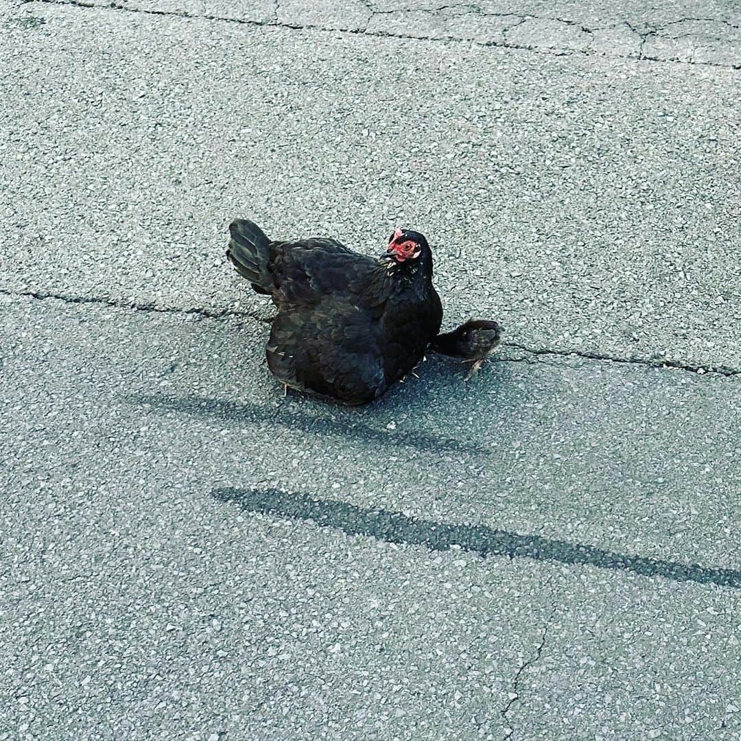 有吉弘行のインスタグラム：「野良鳥。」