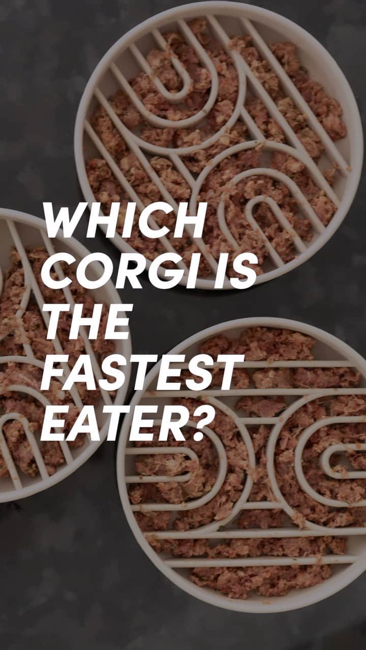 Geordi La Corgiのインスタグラム：「We all know corgis LOVE food, and my dogs especially love their Darwin’s. But I just had to know… who would win this corgi food race?! 🏁 Did the results surprise anyone??   Use code ‘LACORGI’ to get 10 lb of @darwinspetfood + bonus gift for just $14.95!   #darwinspetfood」