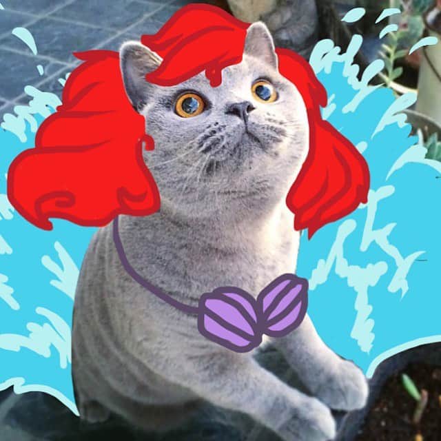 Bob And His Humanさんのインスタグラム写真 - (Bob And His HumanInstagram)「Old school #mermaid throwback. We watch a lot of @disney in this house 🥳🧜‍♀️」8月2日 6時49分 - idraw_on_cats