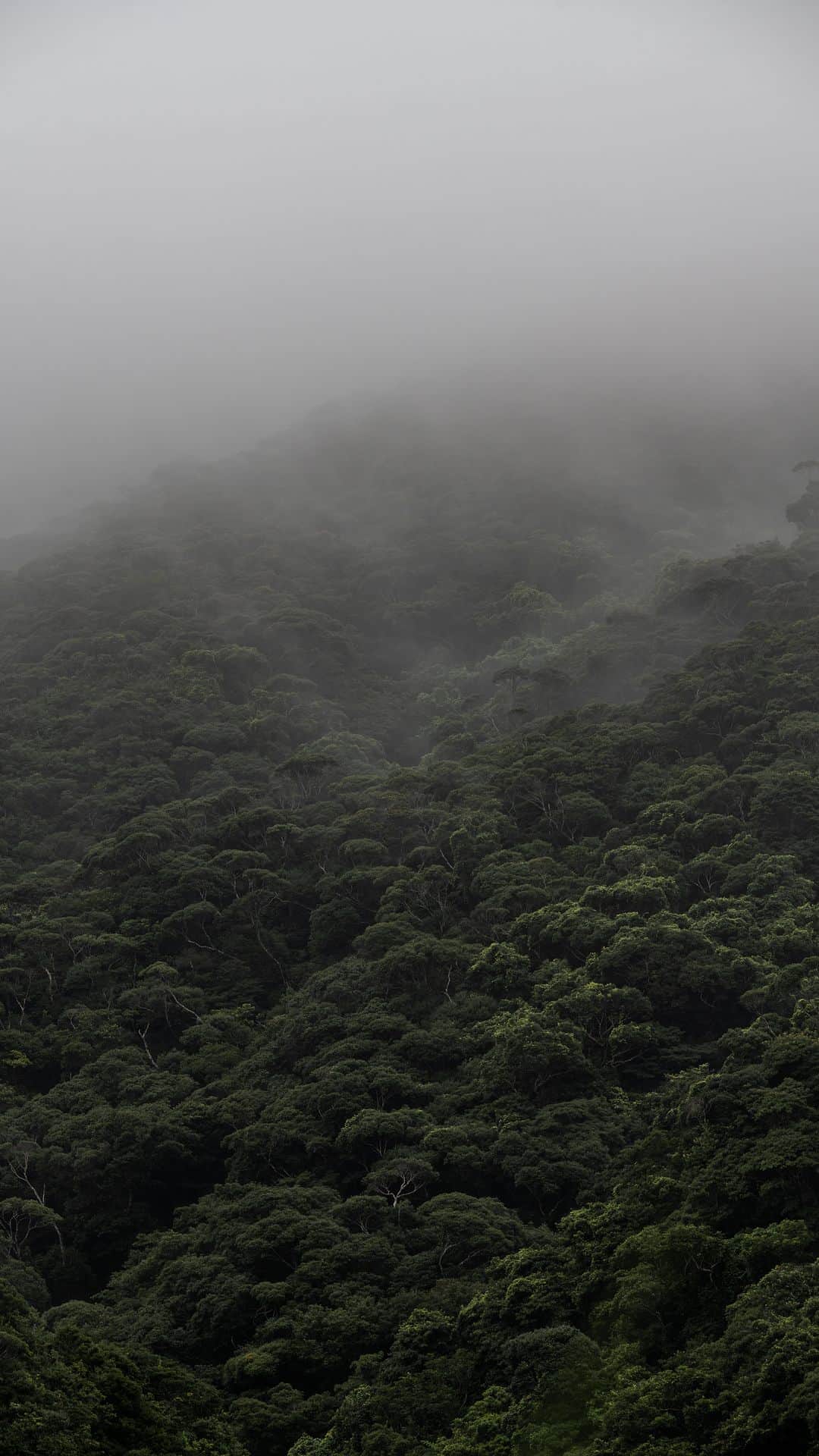 Syuuichi Yamadaのインスタグラム：「🎥 @yama_ok5  やんばる、森の息吹 📷 Nikon Z7II 70-200/2.8S @nikonjp  📍 Yanbaru Forest in Okinawa Japan #沖縄#沖縄旅行#やんばる#森#自然#世界遺産#おきなわ百低山 #visitokinawa#okinawa#beokinawa #JTAokinawa#forest#nature#visitjapanjp #nikoncreators @jta_okinawa @natgeotravel @natgeo @visitjapanjp @visitokinawajapan @nature @beautifuldestinations」