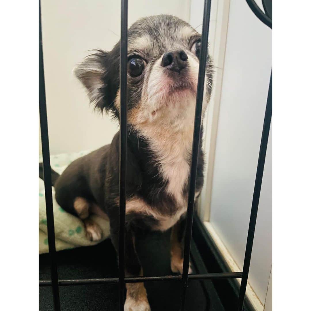 のインスタグラム：「おはよう☀ . . . . #愛犬#愛犬🐶 #愛犬家 #愛犬との暮らし #ちわわん #ちわわ部 #ちわわ #ちわすたぐらむ #ちわわ親バカ部 #ちわわ大好き #チワワちゃん #チワスタグラム #チワワ #チワワ部 #チワワラブ #チワワ画像 #チワワ大好き #dog #dogstgram #dogstagram」