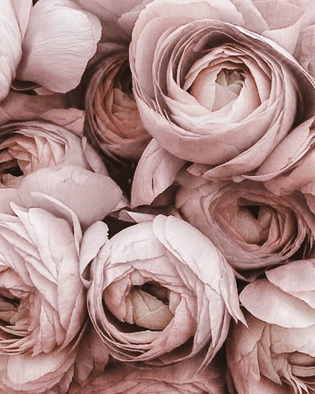 Yukicoさんのインスタグラム写真 - (YukicoInstagram)「🍃🌸🍃🌸🍃  ————————————————————— 見てくださる方にプラスになる投稿をしていきます 是非いいね♡フォロー♡ よろしくお願いいたします𓅟 私の写真の編集については フォトレッスンでレクチャーをしています —————————————————————  #flowers#flowerpower#flowerphotography#flowerporn#flowerslovers#flowerstagram#bouquet#bouquets#btsarmy#jiminpen#btsjimin #ジミンペン」8月2日 7時09分 - yukicolifecom