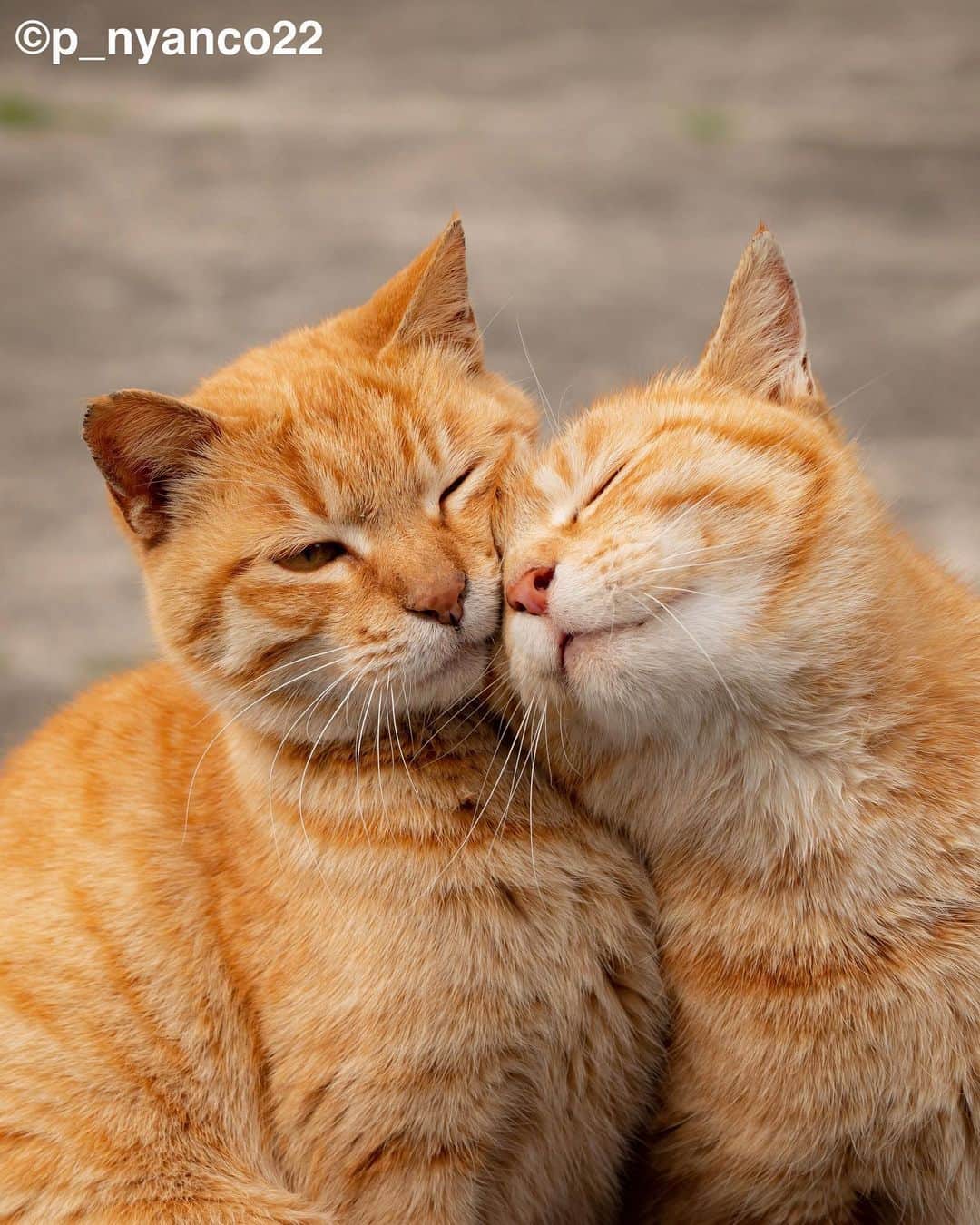 simabossnekoさんのインスタグラム写真 - (simabossnekoInstagram)「・ キス猫＆島にゃんこセレクション❣️ Island cats special selection🏝 Swipeしてね←←🐾  ◎写真は全て『キス猫』及び『島にゃんこ』より All photos are fron The photobook ”Kiss neko surisuri gyutto. (Kiss and Cuddle cats) ”＆"Shima Nyanko"(Island Cats)  ・ #しまねこ #島猫 #ねこ #にゃんすたぐらむ #猫写真 #cats_of_world #catloversclub #pleasantcats #catstagram #meowed」8月2日 7時21分 - simabossneko