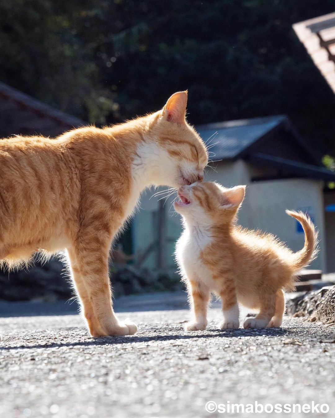 simabossnekoさんのインスタグラム写真 - (simabossnekoInstagram)「・ キス猫＆島にゃんこセレクション❣️ Island cats special selection🏝 Swipeしてね←←🐾  ◎写真は全て『キス猫』及び『島にゃんこ』より All photos are fron The photobook ”Kiss neko surisuri gyutto. (Kiss and Cuddle cats) ”＆"Shima Nyanko"(Island Cats)  ・ #しまねこ #島猫 #ねこ #にゃんすたぐらむ #猫写真 #cats_of_world #catloversclub #pleasantcats #catstagram #meowed」8月2日 7時21分 - simabossneko