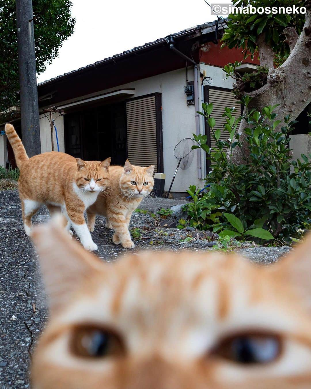 simabossnekoさんのインスタグラム写真 - (simabossnekoInstagram)「・ キス猫＆島にゃんこセレクション❣️ Island cats special selection🏝 Swipeしてね←←🐾  ◎写真は全て『キス猫』及び『島にゃんこ』より All photos are fron The photobook ”Kiss neko surisuri gyutto. (Kiss and Cuddle cats) ”＆"Shima Nyanko"(Island Cats)  ・ #しまねこ #島猫 #ねこ #にゃんすたぐらむ #猫写真 #cats_of_world #catloversclub #pleasantcats #catstagram #meowed」8月2日 7時21分 - simabossneko