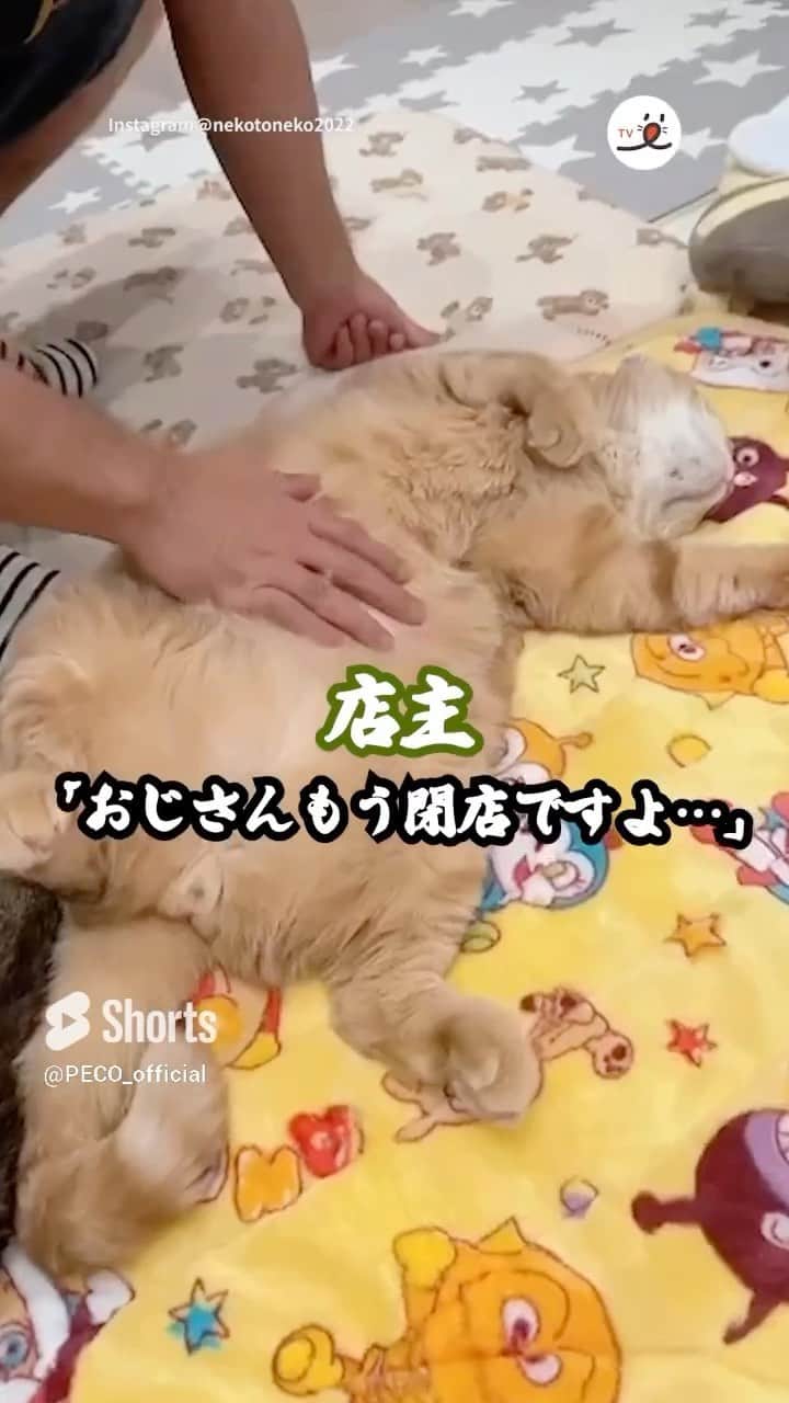 PECOねこ部のインスタグラム