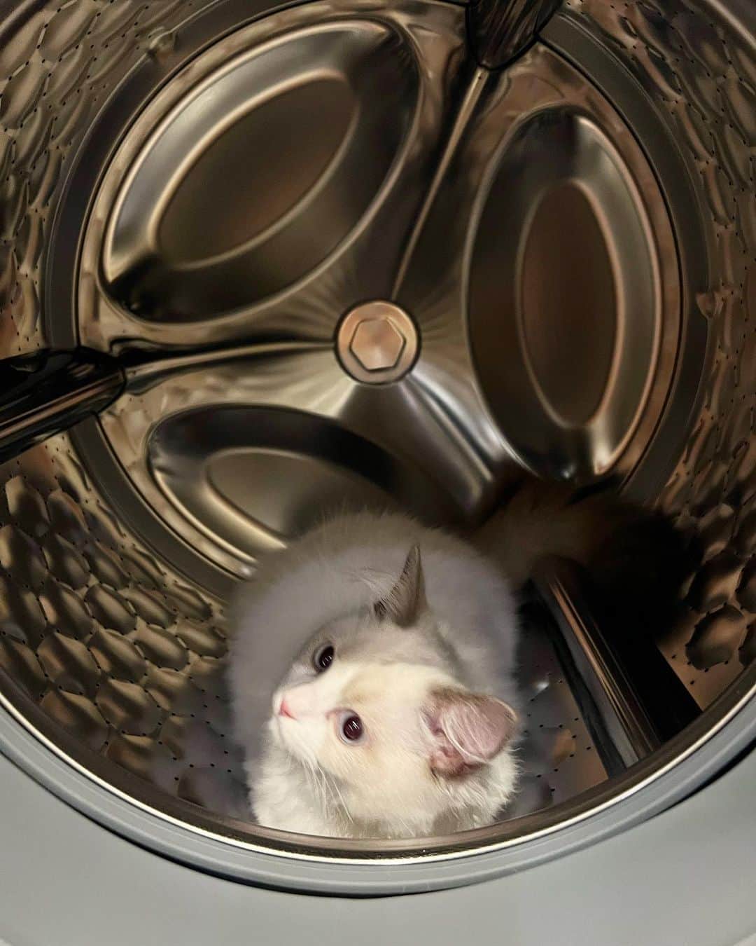 中根麗子さんのインスタグラム写真 - (中根麗子Instagram)「ララがいないと思ったら、洗濯機の中に。。。  #cat #ragdoll  #kitten  #kitty  #猫 #子猫 #ラグドール」8月2日 17時20分 - reiko_nakane