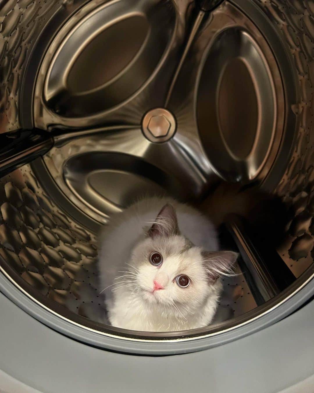 中根麗子さんのインスタグラム写真 - (中根麗子Instagram)「ララがいないと思ったら、洗濯機の中に。。。  #cat #ragdoll  #kitten  #kitty  #猫 #子猫 #ラグドール」8月2日 17時20分 - reiko_nakane