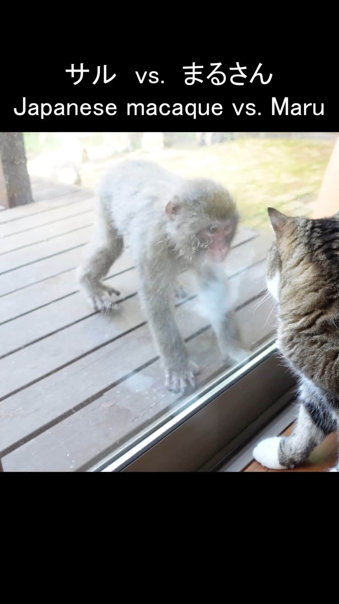 のインスタグラム：「サルvs.まるさんのショートバージョン。 Short ver. of Japanese macaque vs. Maru.  YouTube↓↓↓ https://youtu.be/K7NTi02kSpw」