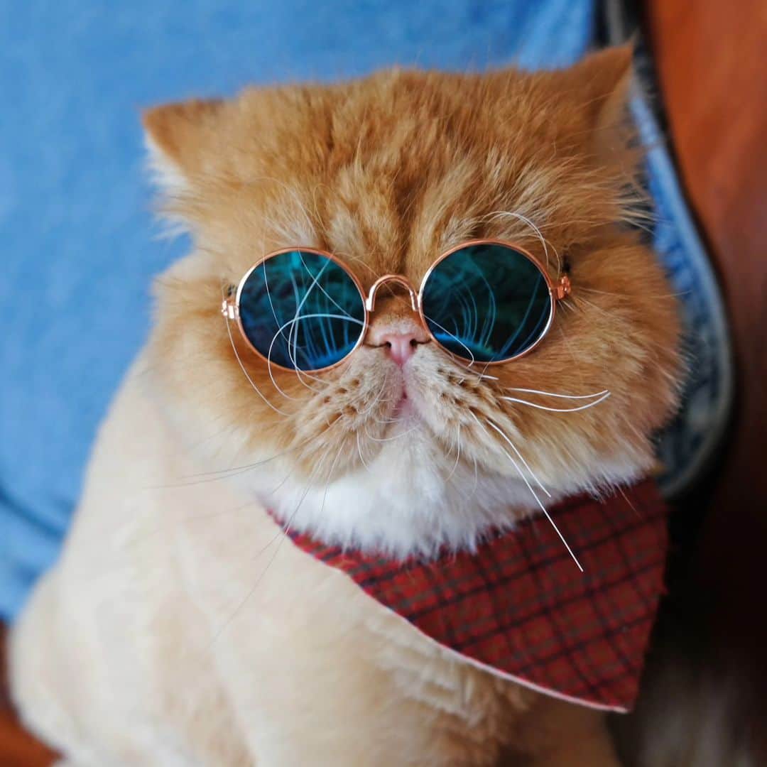 なっつ。さんのインスタグラム写真 - (なっつ。Instagram)「🐻🕶️  弾ける サマー 𝑺𝒖𝒎𝒎𝒆𝒓 !  我が家の パーリーボーイ。  グラサン🕶️に 金髪で夏を満喫！🌞🌴  #awesomestore 😎 ・ ・ ・ #サングラス #sunglasses #ちゃごベア🐻 #サマーカット」8月2日 17時25分 - punipopo