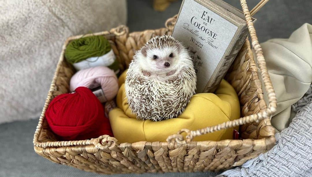 ラド&ティンクさんのインスタグラム写真 - (ラド&ティンクInstagram)「Where can I find hedgehogs?🧺🦔  model ： Flan & Mia  籠の中に紛れ込んだハリネズミ、どこだかわかる？🤣  ところで、最近サボり気味ですが、 わたし、編み物作家です🧶 ついつい、毛糸がリビングに出しっぱなしにしてしまう事が多くて、家族に文句言われるんだけど、  そんな時に見つけたのが  ウォーターヒヤシンスで編まれたカゴバッグ  @chidorisangyo  これに毛糸をパパっとまとめておけば、お洒落だし取手もあるから、持ち運びもできて便利👍  5枚目に洗面所に置いてみたんだけど、 めっちゃお洒落になる〜❤️❤️ 何個か揃えたくなるかも！  #はりねずみのミア #はりねずみのフラン #はりねずみ #ハリネズミ #針鼠 #igersjp #pecotv #hedgehog #hedgie PR @chidorisangyo #ちどり産業 #かご収納 #カゴバッグ #かごバスケット #ちどりバスケット #おしゃれインテリア」8月2日 17時33分 - rado_pompon