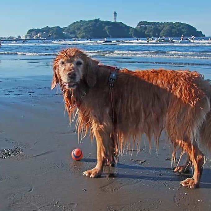 大村 奈央さんのインスタグラム写真 - (大村 奈央Instagram)「わたしたちの 夏 ☀️ #海水浴 #ベルサニ pc ©︎ichirohsakai  #goldenretriever #dogs #ゴールデンレトリバー #犬」8月2日 17時44分 - naoomura