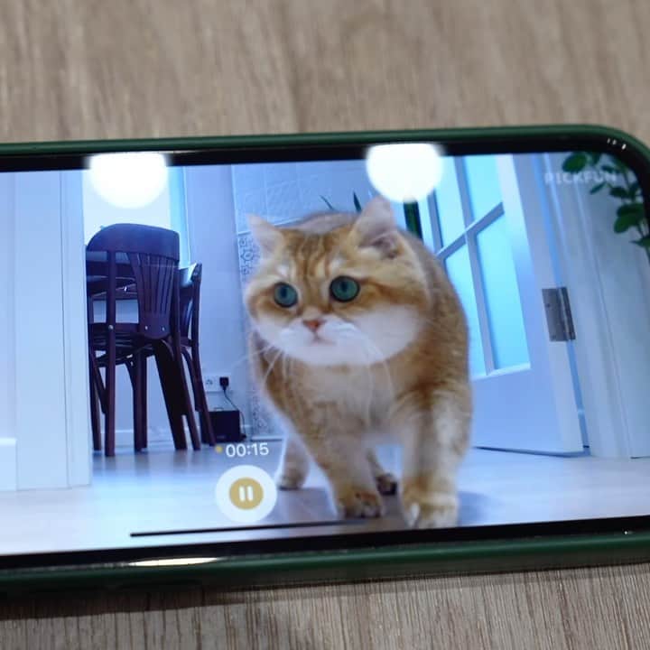 Hosicoのインスタグラム：「I have a new friend, the world’s first PICKFUN AI Pet Camera, he looks like an astronaut! He makes films of pets (only for cats and dogs!) for me, tracks and detects pets, and films, edits videos, adds cool effects and music, and posts new videos. I don’t have to do anything to get a well-cut video of my pet. 😺🎞   The device recognizes your pet through AI and continuously learns your pet’s daily behavior using AI algorithms. The longer you use it, the more dynamic footage you get, while it simultaneously generates cute and entertaining videos for you to keep for later. Free App PICKFUN, available for iOS and Android, is a world of cute short videos, watching it every day can bring a lot of joy and is excellent for making your pet an online sensation as all users share, follow and comment. You can try and enjoy it for yourself.❤️  You can check it out and order NOW via Kickstarter! link in bio @hosico_cat Official website: https://www.pick-fun.com  #pickfun #petcamera  #AI」
