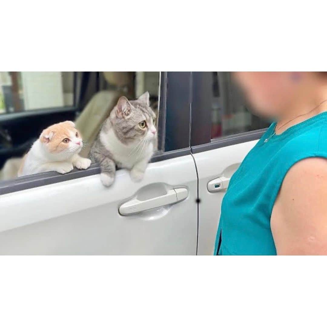 もちまるさんのインスタグラム写真 - (もちまるInstagram)「大好きなばあばとお別れする猫たち」8月2日 18時03分 - catmotimaru