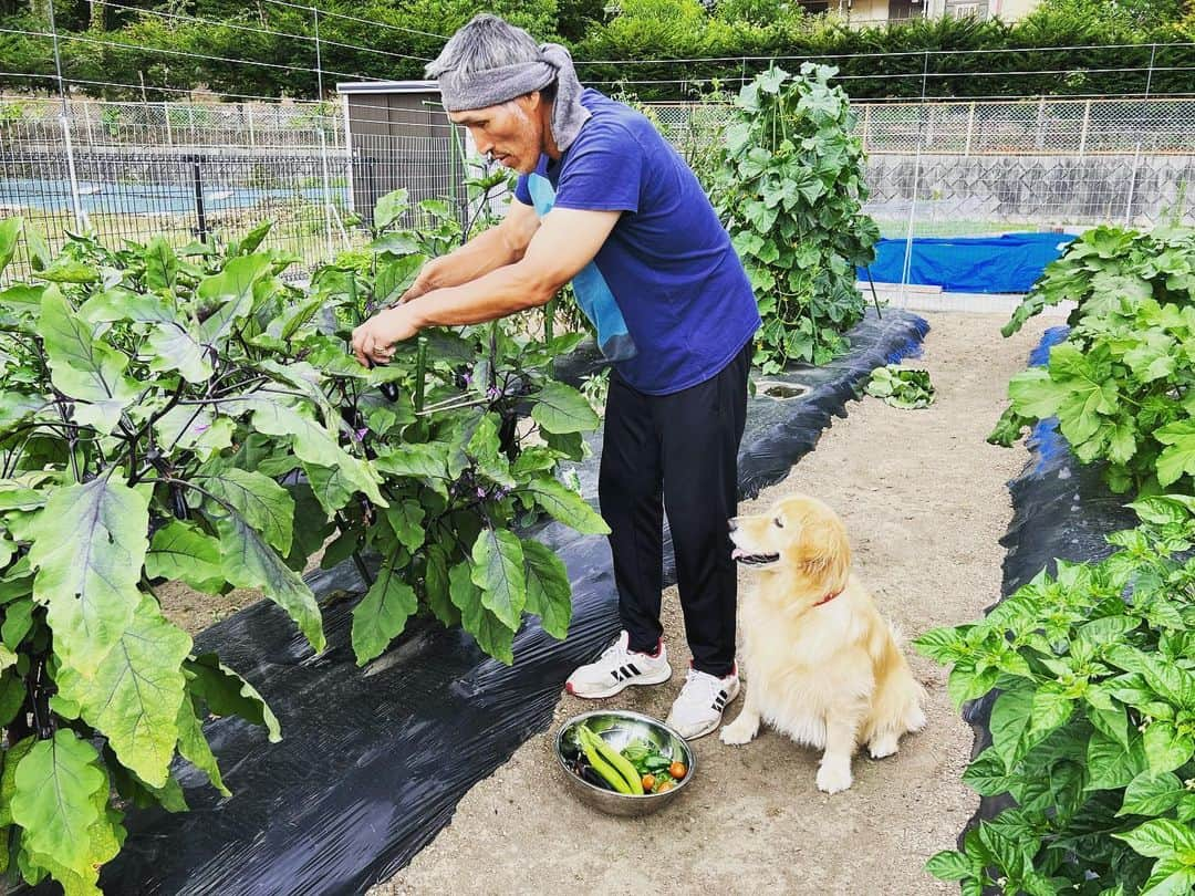 篠原信一のインスタグラム：「ニコと晩ご飯の野菜を摘み取り😁 ナスがとまらない😅 #家庭菜園 #無農薬  #無農薬野菜 #毎日野菜  #ゴールデンレトリバー  #goldenretriever」