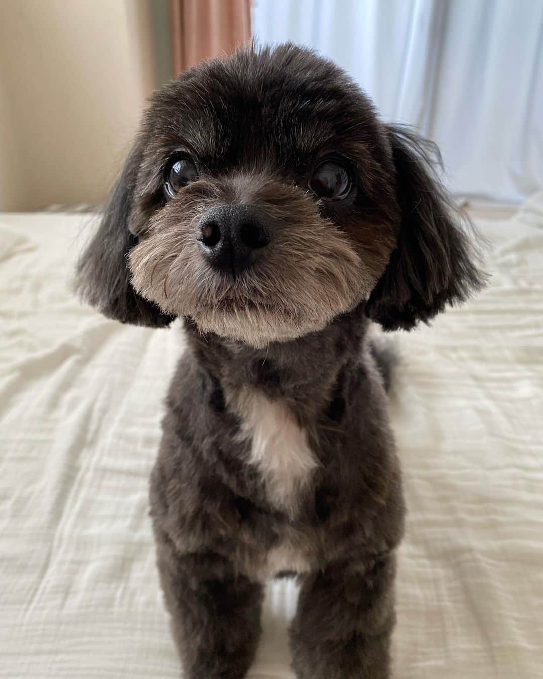 白木優子さんのインスタグラム写真 - (白木優子Instagram)「モフモフからサマーカットしてもらいました。 #チワプー #チワプー男の子  #愛犬 #家族 #family #dog」8月2日 18時19分 - yuko_shiraki_official