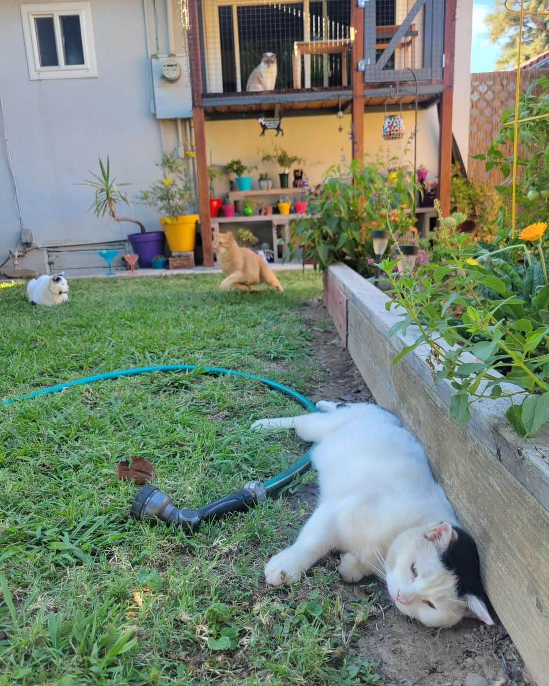 Garyさんのインスタグラム写真 - (GaryInstagram)「Yes, it was Gus who followed me. Bonus unexpected flyby from Jesse, harsh judgement from Margo #teamgarytrivia」8月2日 10時23分 - omgdeedee