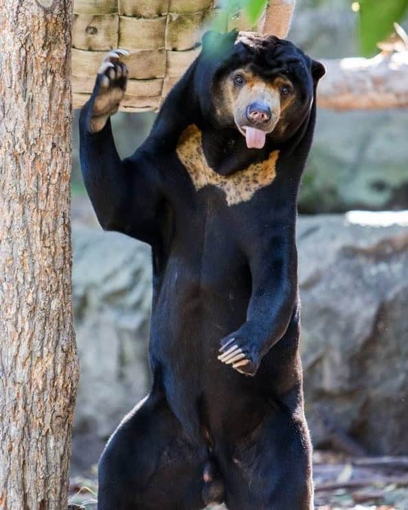 タロンガ動物園さんのインスタグラム写真 - (タロンガ動物園Instagram)「Sun Bears Mary and Mr Hobbs showing us that primates aren't the only ones who can stand on two legs 🐻😉」8月2日 10時46分 - tarongazoo