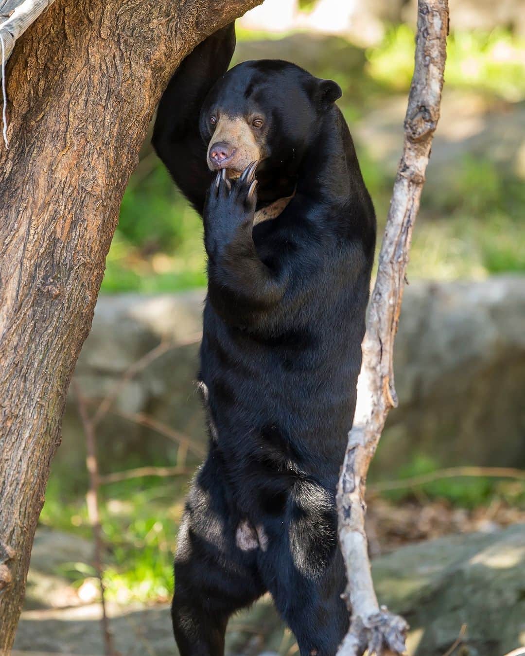 タロンガ動物園さんのインスタグラム写真 - (タロンガ動物園Instagram)「Sun Bears Mary and Mr Hobbs showing us that primates aren't the only ones who can stand on two legs 🐻😉」8月2日 10時46分 - tarongazoo