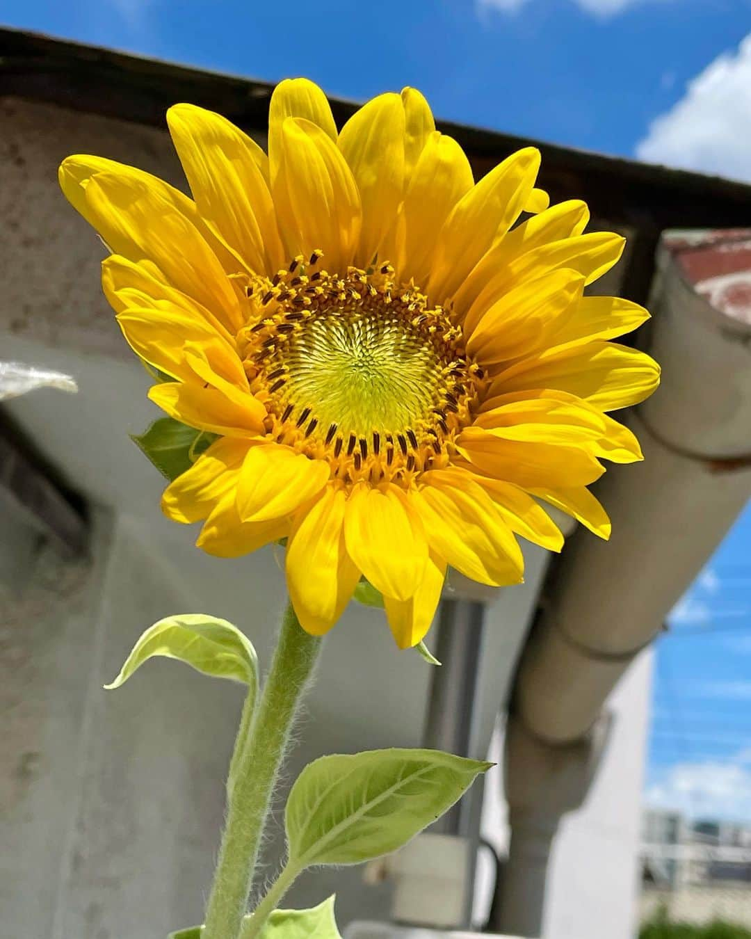 Tammyさんのインスタグラム写真 - (TammyInstagram)「2023年の我が家のヒマちゃん、  咲きました🌻  途中、病気になって咲けなかった子もいますが、、その子達の分まで、大きくなりました。  何年ぶりやろ、、 2メートル越えの大きなヒマちゃんと、  その横で大きなヒマちゃんを支える小ちゃなヒマちゃんの  2つの花が咲きました🌻  生まれてくれてありがとう😊  おめでとう、ヒマちゃん達  可愛いね。。  毎日お話ししてね、お水をあげてね、  この暑い中でもスクスク伸びてね、  咲きました😊  この喜びに毎年、命を感じます。  我が家で向日葵を育てて、今年で15年目。  ここ数年はイタチやなんやらでまともに育たなくて、凹んでましたが、  今年は２つの向日葵が  ちゃんと咲いた。  生まれた。  嬉しいです😊  この子達からタネが出来て、  また来年もこの子達の子供を育てます。  命の有難たさ。  感謝です😊  暑いので、皆さんご自愛下さいね♡  Tammy  #Tammy #タミー #photo #シンガーソングライター #singer #songwriter #acousticguitar #artist  #music #song #恩学 #音楽 #live #love #life #向日葵 #ヒマワリ #ひまわり #sunflower #我が家の #ヒマちゃん #咲いた #生まれた #ありがとう #cute #可愛い #かっこいい #命 #感謝 #thankyou」8月2日 11時49分 - tammyyanen