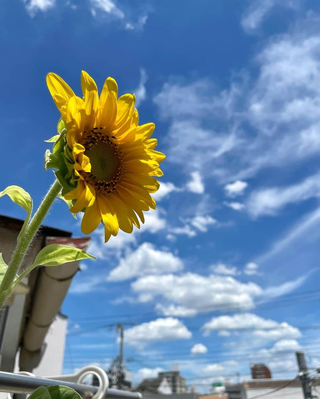 Tammyさんのインスタグラム写真 - (TammyInstagram)「2023年の我が家のヒマちゃん、  咲きました🌻  途中、病気になって咲けなかった子もいますが、、その子達の分まで、大きくなりました。  何年ぶりやろ、、 2メートル越えの大きなヒマちゃんと、  その横で大きなヒマちゃんを支える小ちゃなヒマちゃんの  2つの花が咲きました🌻  生まれてくれてありがとう😊  おめでとう、ヒマちゃん達  可愛いね。。  毎日お話ししてね、お水をあげてね、  この暑い中でもスクスク伸びてね、  咲きました😊  この喜びに毎年、命を感じます。  我が家で向日葵を育てて、今年で15年目。  ここ数年はイタチやなんやらでまともに育たなくて、凹んでましたが、  今年は２つの向日葵が  ちゃんと咲いた。  生まれた。  嬉しいです😊  この子達からタネが出来て、  また来年もこの子達の子供を育てます。  命の有難たさ。  感謝です😊  暑いので、皆さんご自愛下さいね♡  Tammy  #Tammy #タミー #photo #シンガーソングライター #singer #songwriter #acousticguitar #artist  #music #song #恩学 #音楽 #live #love #life #向日葵 #ヒマワリ #ひまわり #sunflower #我が家の #ヒマちゃん #咲いた #生まれた #ありがとう #cute #可愛い #かっこいい #命 #感謝 #thankyou」8月2日 11時49分 - tammyyanen