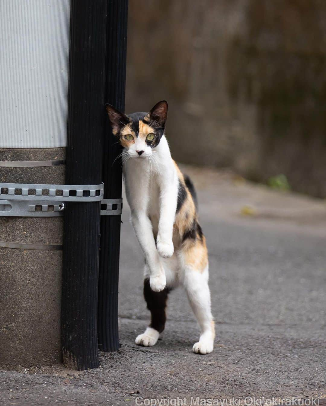 Masayukiさんのインスタグラム写真 - (MasayukiInstagram)「ノーガード。  #cat #ねこ #猫 #東京カメラ部 #nekoclub  #mmgtw #my_eos_photo  #yourshotphotographer」8月2日 12時07分 - okirakuoki