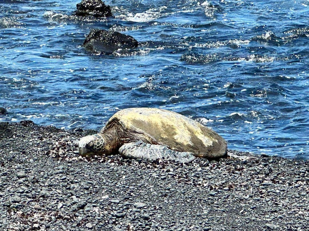 新保友映のインスタグラム：「ハワイ島で会えたホヌ🐢ウミガメ✨ お昼ご飯を食べにきて、お昼寝して帰るそうです😆 ホヌは海の守り神と言われ、平和、幸運、長寿の象徴とされています✨  そしてキングカメハメハの像もあるヒロの街。 行きの機内では、大好きなホノカアボーイが観られたのでホノカアの街にも行きたかったですが、そこは時間がなく断念。ヒロの街ものんびりと素敵な時間が流れていました✨  #hawaii #hawaiiisland  #hiro #honu #volcano #bigisland  #hawaiitravel  #hawaiilove  #hawaiistagram  #hawaiitrip  #ハワイ #オアフ #オアフ島 #ハワイ島 #ビッグアイランド #火山 #ヒロ #ホヌ #ウミガメ #ハワイ旅行  #夏休み #子どもとお出かけ」