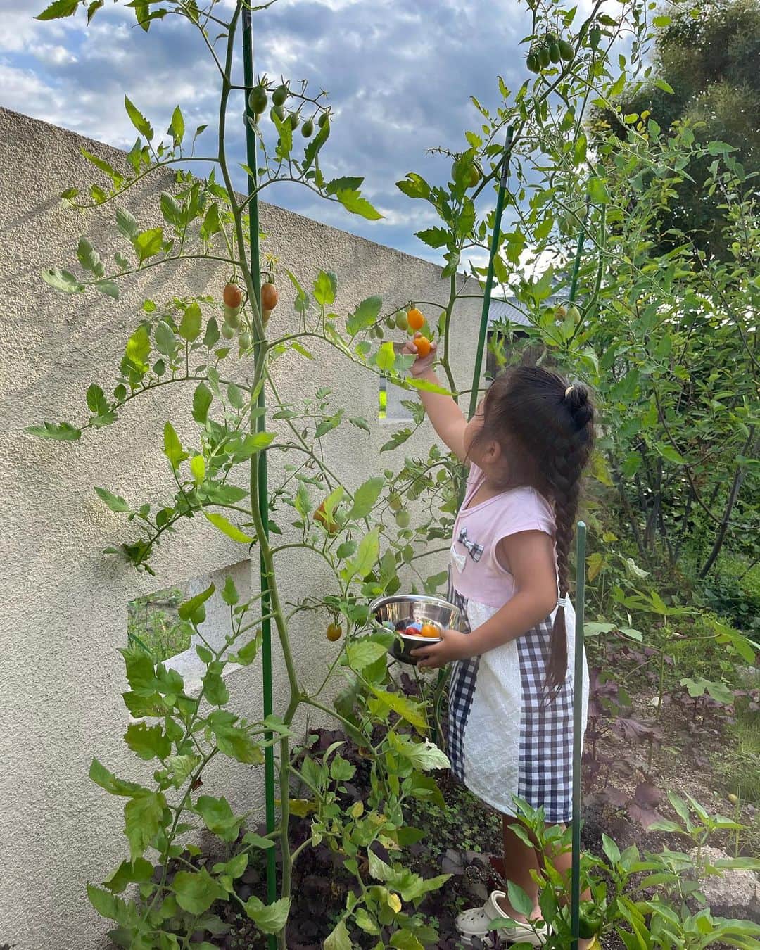aco.さんのインスタグラム写真 - (aco.Instagram)「2023.8.2  少し前の📷から  #庭のトマト が豊作です🍅  今年は娘が欠かさず収穫してくれるので 助かります  こんなに喜んで採ってくれるのに なかなかトマト好きになってくれず ねずみが齧るほどしか食べてくれない謎🙄 . . . それはそうと、全然違う話なのですが 半年ほど前から 「あれ？これは老眼か…？？」というような ピントが合いにくいかも… みたいなことがあったのですが ここ数週間で 一気に見えにくくなった気がして😇  投稿作るのも見えにくくて ちょっと億劫に…  歳取ると色々億劫になるって こういうことかー！？と感じた1コマ  最近、サッカーの応援三昧で 疲れてるからかも？なんで足掻いてるけど 老いも受け入れつつ 元気にアクティブに歳を取りたいなぁと思ってます  ↑急に抱負😂 . . . . . #aco子育て記録 . #畑のある暮らし #緑のある暮らしを楽しむ #グリーンのある暮らしを楽しむ #季節を楽しむ暮らし #ムクリ #マイホーム #木の家 #平屋 #平屋建て #平家の家 #平家住宅 #平屋暮らし #こどものいる暮らし #こどもと暮らす #子育てを楽しむ #3歳 #3歳女の子 #10月生まれ #幼稚園児 #こどものいる暮らし #こどもと暮らす #子育てを楽しむ  #11歳差子育て #年の差兄妹 #年の差育児  #暮らしを楽しむ家づくり #暮らしの記録 #日常の記録 #日常を楽しむ #日常を楽しく .」8月2日 14時00分 - aco.chaaaaan