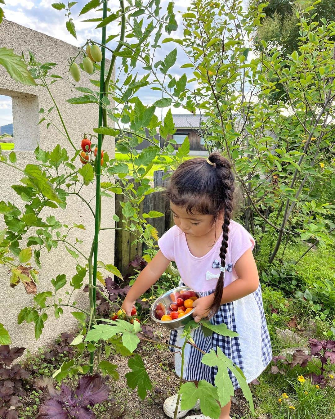 aco.さんのインスタグラム写真 - (aco.Instagram)「2023.8.2  少し前の📷から  #庭のトマト が豊作です🍅  今年は娘が欠かさず収穫してくれるので 助かります  こんなに喜んで採ってくれるのに なかなかトマト好きになってくれず ねずみが齧るほどしか食べてくれない謎🙄 . . . それはそうと、全然違う話なのですが 半年ほど前から 「あれ？これは老眼か…？？」というような ピントが合いにくいかも… みたいなことがあったのですが ここ数週間で 一気に見えにくくなった気がして😇  投稿作るのも見えにくくて ちょっと億劫に…  歳取ると色々億劫になるって こういうことかー！？と感じた1コマ  最近、サッカーの応援三昧で 疲れてるからかも？なんで足掻いてるけど 老いも受け入れつつ 元気にアクティブに歳を取りたいなぁと思ってます  ↑急に抱負😂 . . . . . #aco子育て記録 . #畑のある暮らし #緑のある暮らしを楽しむ #グリーンのある暮らしを楽しむ #季節を楽しむ暮らし #ムクリ #マイホーム #木の家 #平屋 #平屋建て #平家の家 #平家住宅 #平屋暮らし #こどものいる暮らし #こどもと暮らす #子育てを楽しむ #3歳 #3歳女の子 #10月生まれ #幼稚園児 #こどものいる暮らし #こどもと暮らす #子育てを楽しむ  #11歳差子育て #年の差兄妹 #年の差育児  #暮らしを楽しむ家づくり #暮らしの記録 #日常の記録 #日常を楽しむ #日常を楽しく .」8月2日 14時00分 - aco.chaaaaan