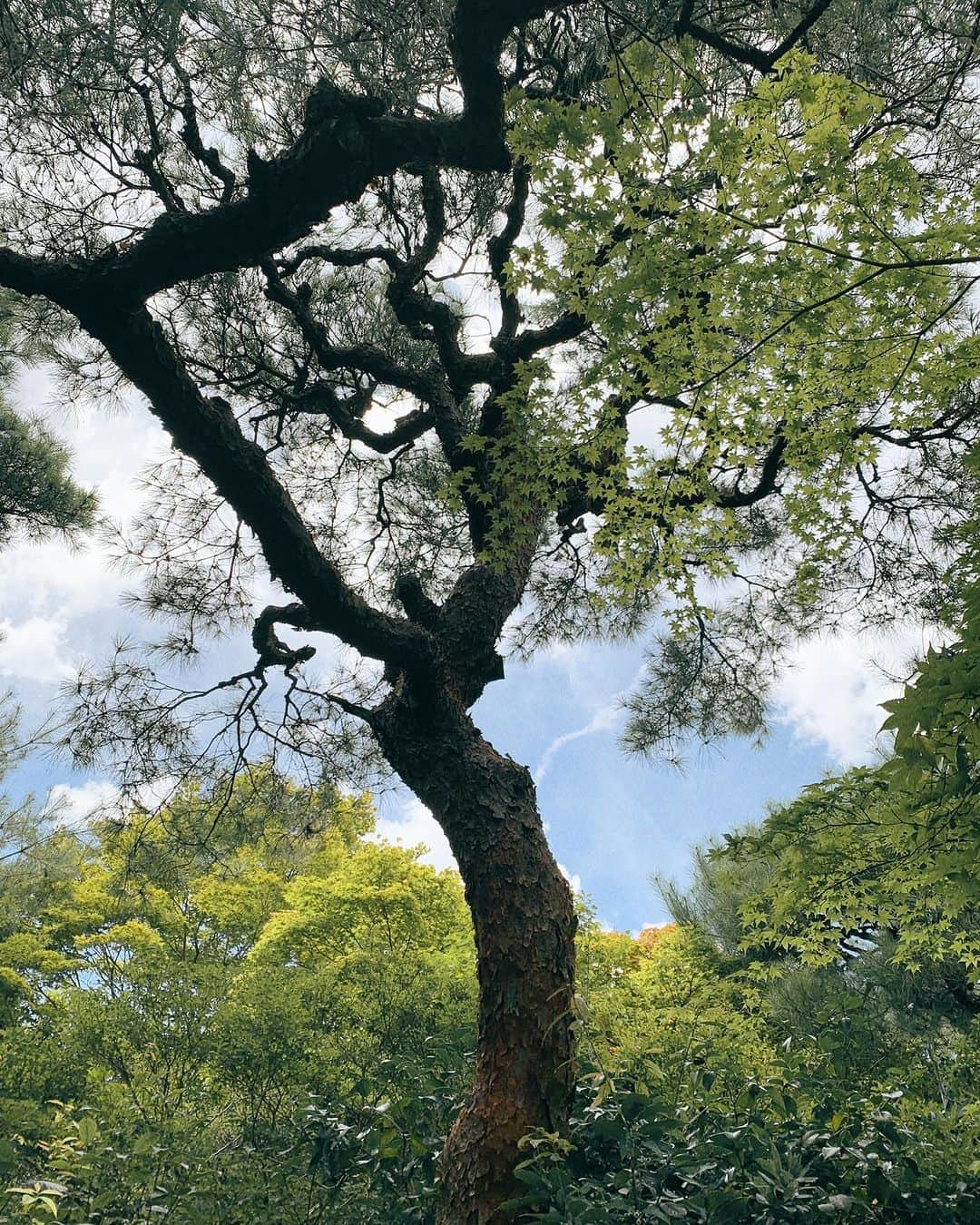 祐真朋樹さんのインスタグラム写真 - (祐真朋樹Instagram)「念願かない、 ようやく来れました。 大河内山荘。  #大河内傳次郎」8月2日 14時25分 - stsukezane