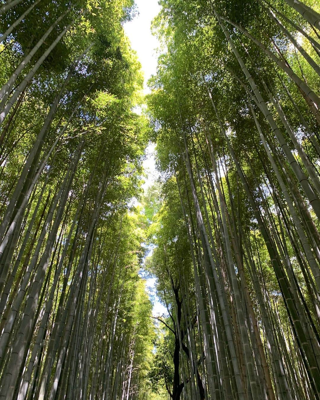 祐真朋樹さんのインスタグラム写真 - (祐真朋樹Instagram)「念願かない、 ようやく来れました。 大河内山荘。  #大河内傳次郎」8月2日 14時25分 - stsukezane