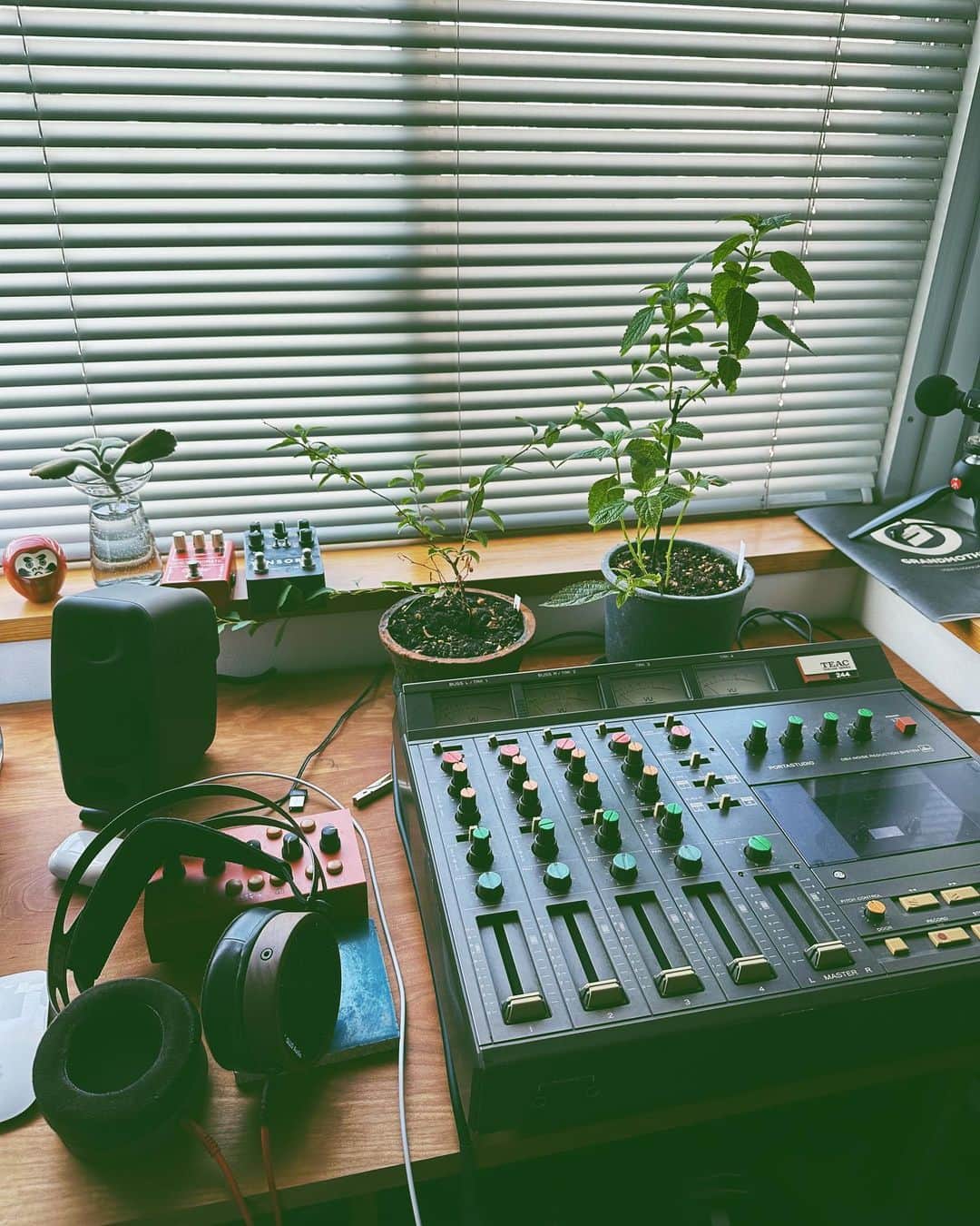 ちゃんMARIのインスタグラム：「曲作ってます　植物と機材」