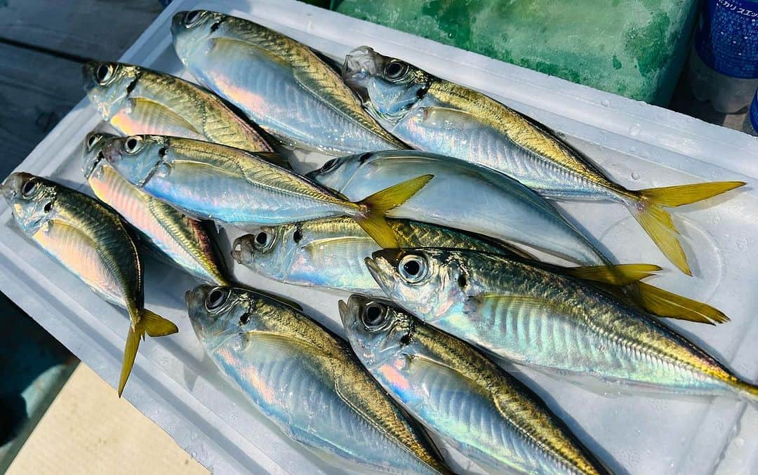 福島暢啓のインスタグラム：「🎣 長崎県松浦市でアジを釣りました！ これをフライにするんだから、 美味いに決まってる！！  松浦アジフライ大使として みなさんにお伝えしたい。  #松浦アジフライ #松浦アジフライ大使」