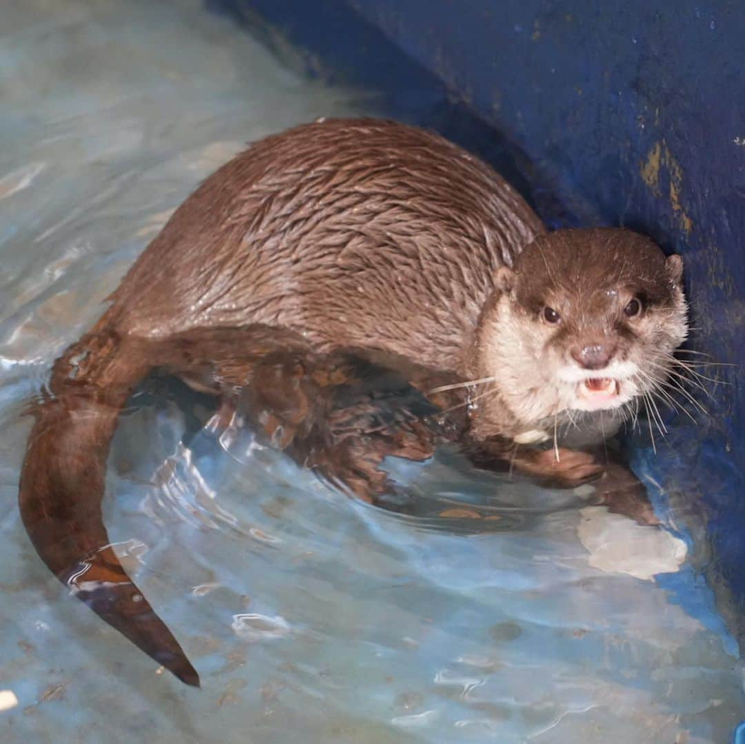 相沢あいのインスタグラム：「狭いながらも餌やり体験ができて楽しい水族館。餌課金しまくってきたんだけど、大人は誰も並んでいなかった。至近距離なので、ゼニガタアザラシさんの荒々しい鼻息で前髪がファサッとなった。愉快。コツメカワウソさんはビジネスライクでとても良い。 _  #水族館 #水族館好き #水族館巡り #水族館写真 #水族館フォト #aquarium #新屋島水族館 #カワウソ #コツメカワウソ #otter #smallclawedotter #香川 #香川旅行 #香川県 #高松市 #高松 #香川観光 #高松観光」