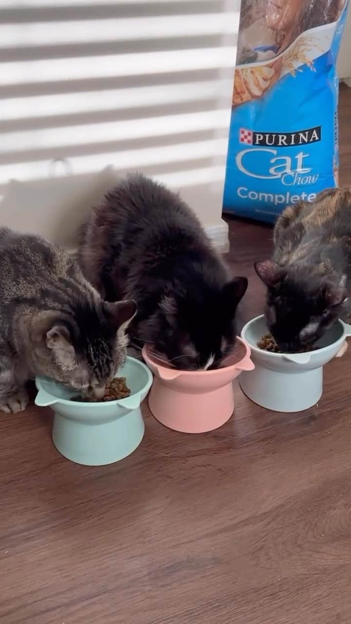 Cats of Instagramのインスタグラム：「#ad Cats bring us so much comfort and joy – just take it from @aymieandfamily and her story.   In celebration of Purina Cat Chow’s anniversary honoring 60 years of dedication to cats and their owners, Cat Chow is creating a book of stories submitted by amazing cat owners like you! By submitting your story, you get the chance to have it featured in the book!   Tell us about your bond with your cats by visiting catchow.com/60years by August 13th 2023 and submit your story! #CatChowPartner」