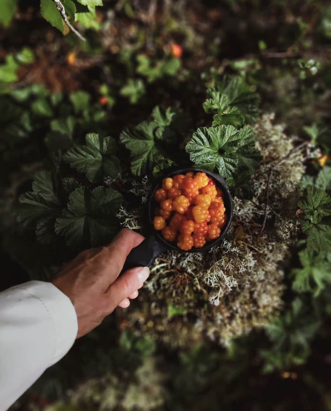 フィンランド政府観光局のインスタグラム：「🌲森を歩きながらフレッシュなベリーを摘むのは夏の素敵な過ごし方の一つです。クラウドベリーは、見かけからも想像できるようにビタミンCたっぷりです！ 💛 ． 📸 ullaamaija Kiitos! 🙏  #visitfinland #ourfinland #visitfinlandjp #finland #北欧旅行 #travelgram #フィンランド #フィンランド政府観光局 #北欧 #travel #instatravel #travel #travelgram #travelling #traveler #旅したくなるフォト #旅行 #旅 #海外旅行 #travelphotography #旅行大好き #旅行好き #旅スタグラム #旅好き #ヨーロッパ旅行 #旅に出たい #トラベル #ベリー #森 #ベリー摘み」
